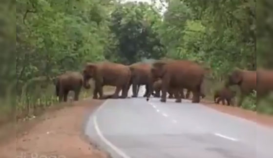 Heartrending Display: Elephants’ Mourning Procession Mirrors Human Funerals