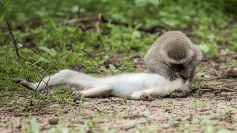 Heartwarming Moment: Monkey Performs Mouth-to-Mouth Resuscitation on Unconscious Friend