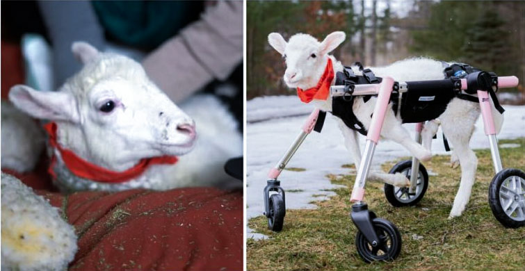 Remarkable Milestone: Baby Lamb Takes First Steps with Customized Wheelchair!