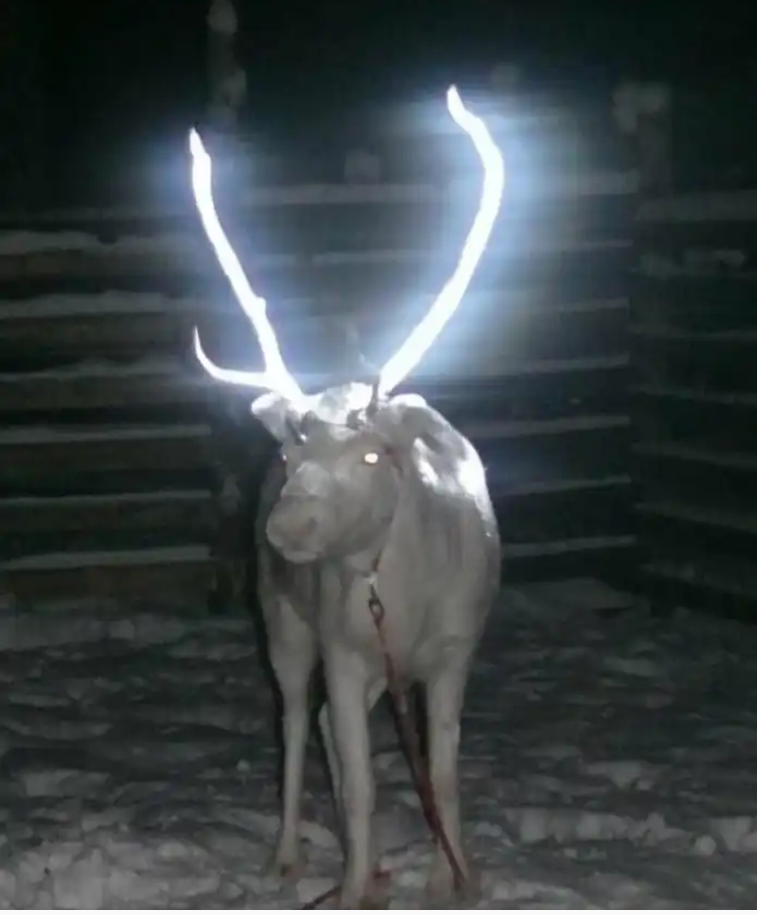 Saving Reindeer Lives: The Power of Reflective Paint on Their Horns
