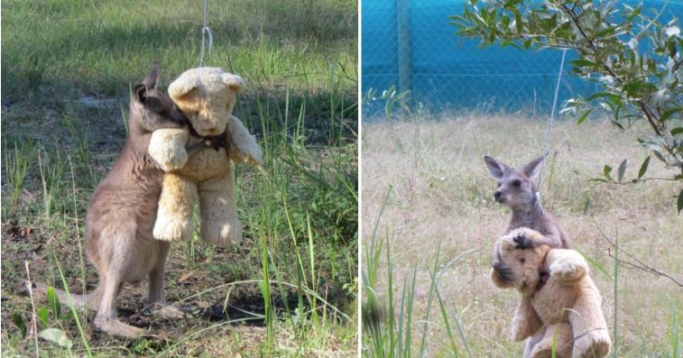Orphaned Kangaroo Finds Heartwarming Comfort in a Teddy Bear