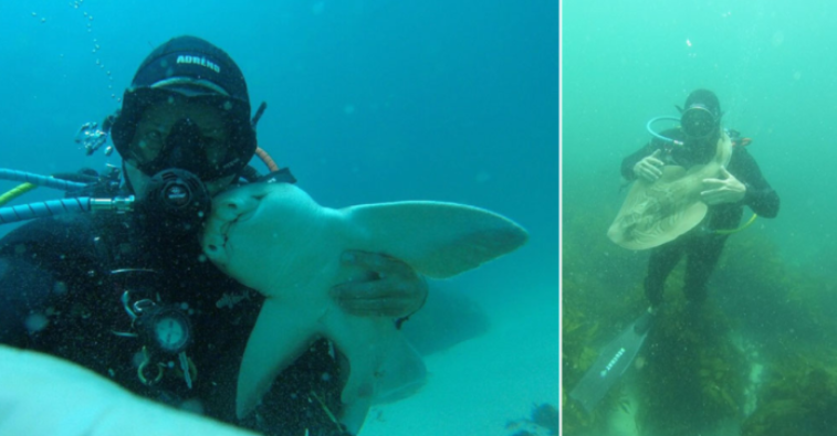 Unlikely Friendship Beneath the Waves: Australian Diver’s 7-Year Bond with a Cuddling Port Jackson Shark