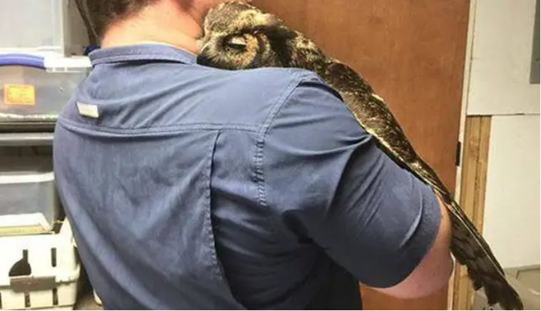 A Heartwarming Encounter: Grateful Owl’s Unstoppable Hugs for Her Rescuer