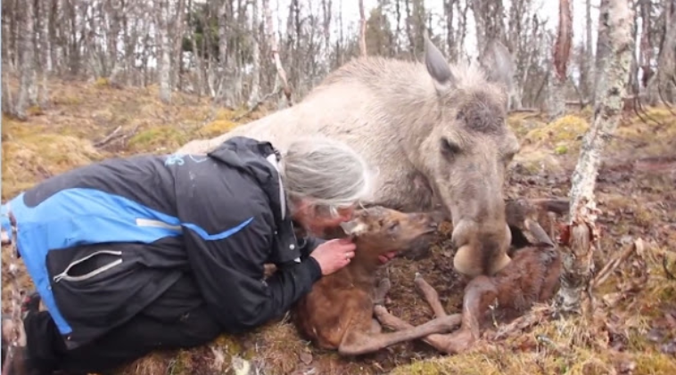 Enchanting Encounter: Woman Shares Magical Moment with Wild Moose and Newborn Calves
