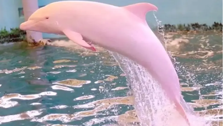 Enchanting Encounter: Captivating Footage of a Rare Pink Dolphin Spotted in Louisiana