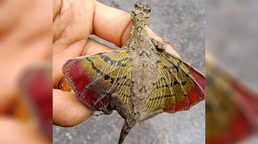 “Draco”: The Astonishing Reality of Flying Dragons, a Natural Wonder