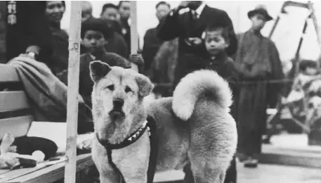 Hachiko: The Epitome of Loyalty