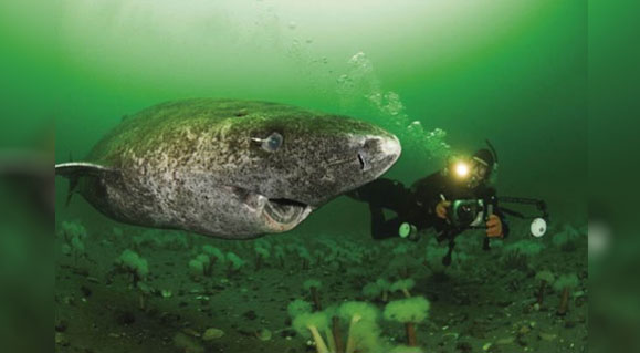 A Four-Century-Old Greenland Shark