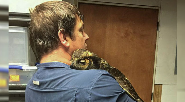 Touching Encounter: An Owl’s Unstoppable Hugs As A Sign Of Her Rescuer’s Appreciation